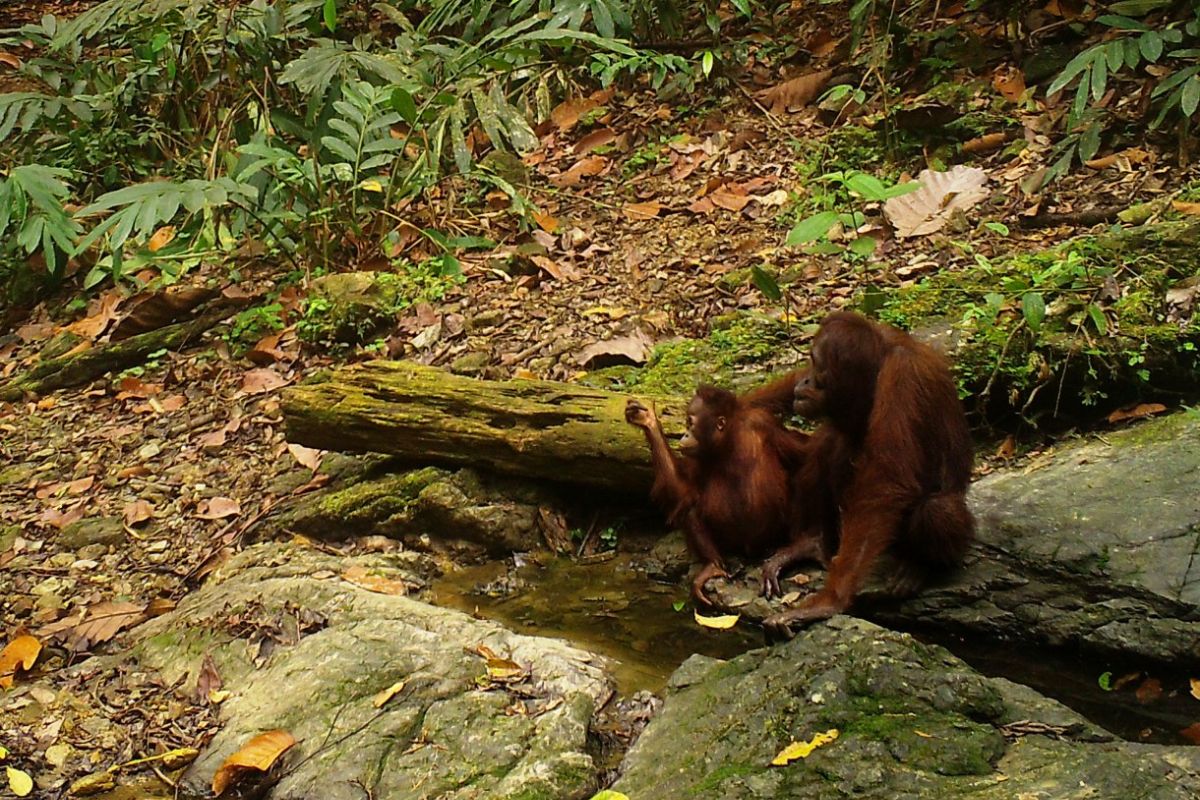 Kunjungan Penting: Kebun binatang Jepang-Indonesia kolaborasi lestarikan orangutan