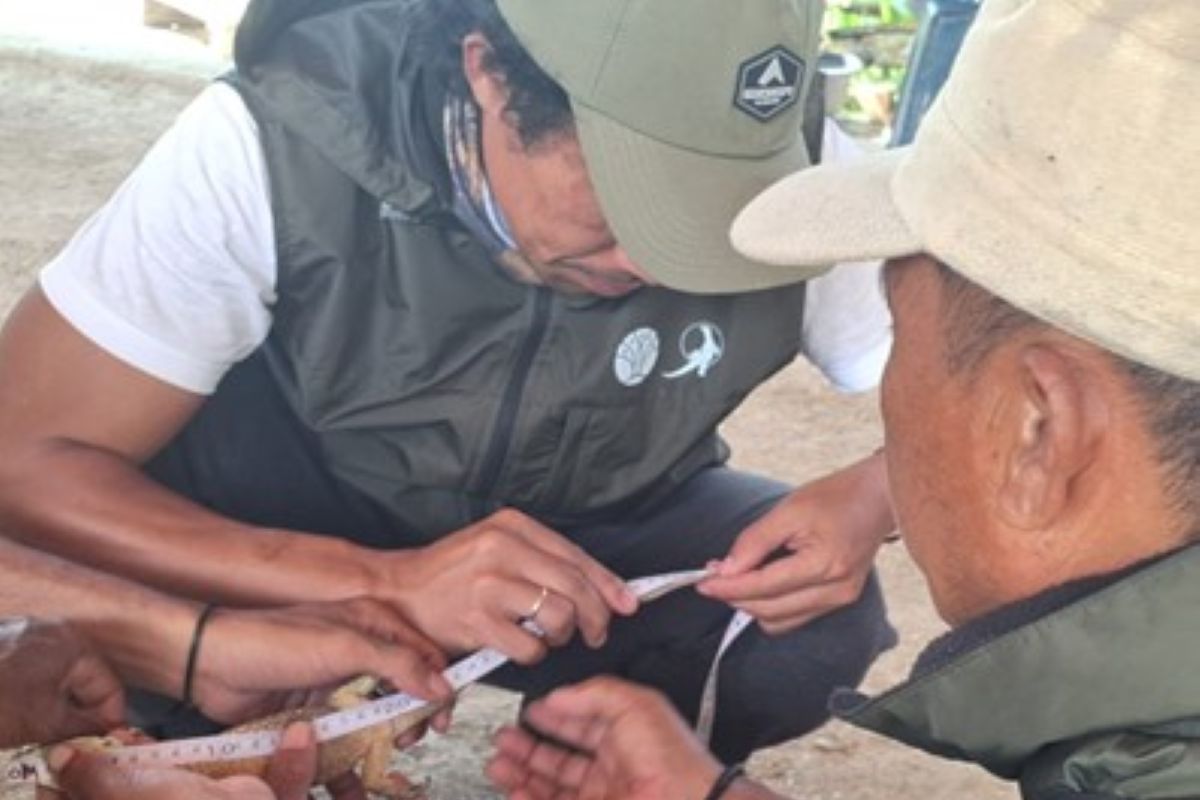 BKSDA: Anak komodo masuk pemukiman warga di Manggarai Timur