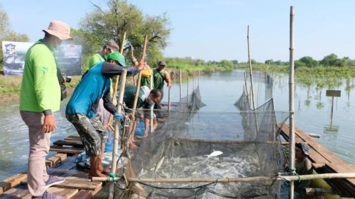 Menanam hijau – memanen laut