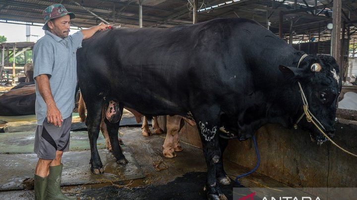 DKI kemarin – kurban ramah lingkungan hingga transformasi Transjakarta