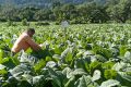 Key Discussion: Mengupayakan titik seimbang demi menjaga kontribusi industri tembakau
