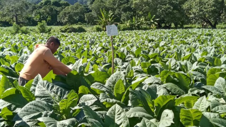 Key Discussion: Mengupayakan titik seimbang demi menjaga kontribusi industri tembakau