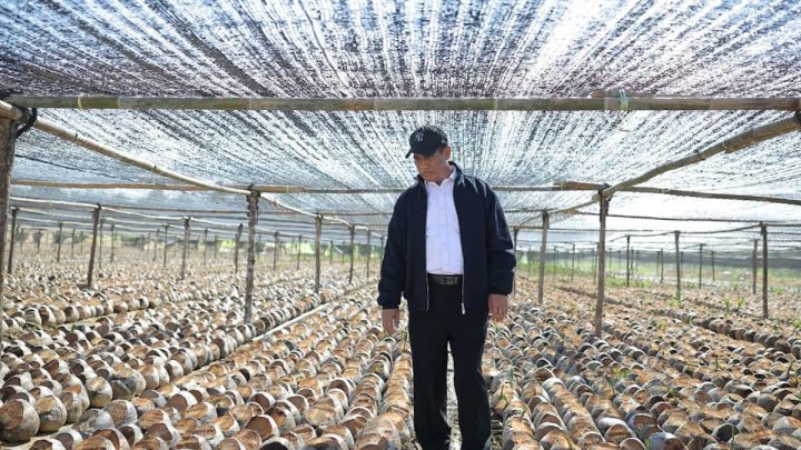 New Policy: Pemerintah siapkan 280 juta bibit kakao-kelapa untuk perkebunan