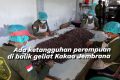 Key Discussion: Ada ketangguhan perempuan di balik geliat kakao Jembrana