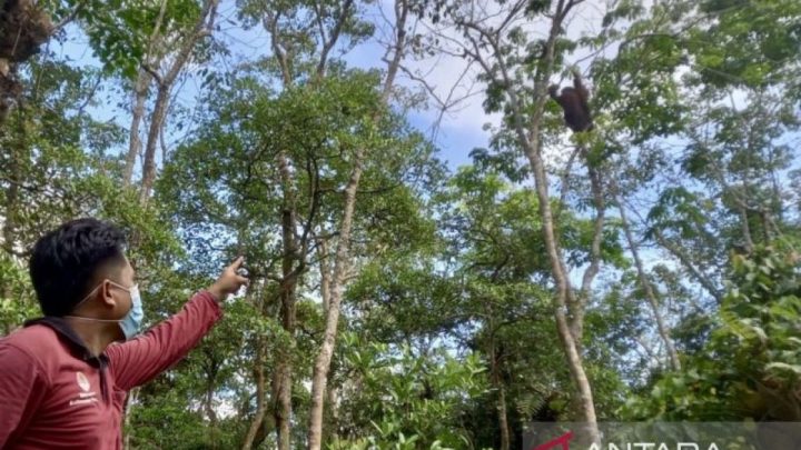 Topics Covered: Menjaga rumah Orangutan di hutan gambut Tabalong