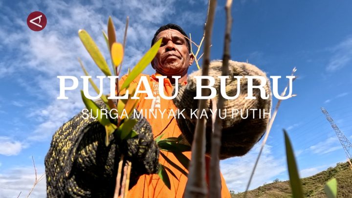 Pulau Buru – surga minyak kayu putih (bagian 3)