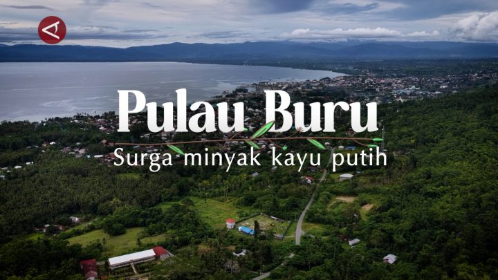 Special Plan: Pulau Buru, surga minyak kayu putih (bagian 1)