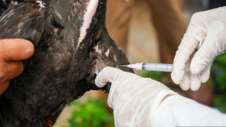 Kasus flu burung baru terdeteksi – Australia waspada penuh