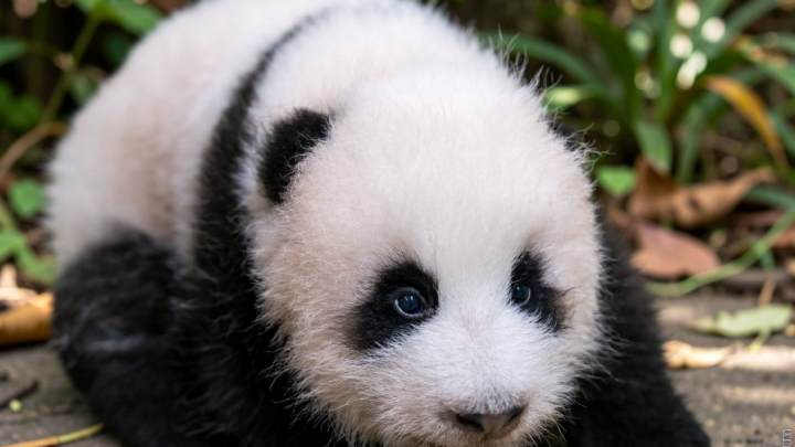 Potret anak panda raksasa yang lahir di Everland, Korea Selatan